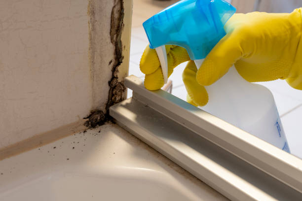Best Attic Mold Remediation in Victoria, MS