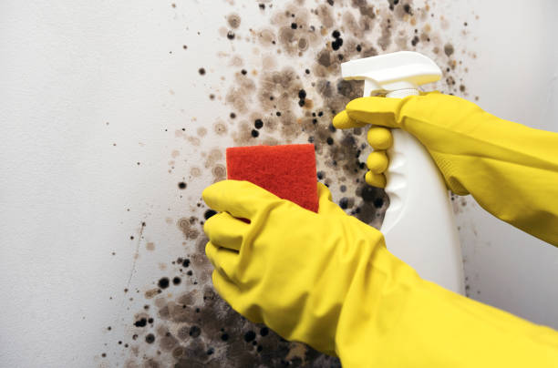 Best Post-Flood Mold Remediation in Victoria, MS