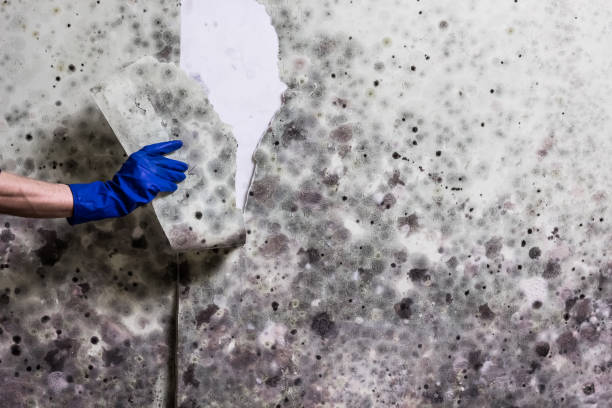 Best Insurance-Related Mold Remediation in Victoria, MS